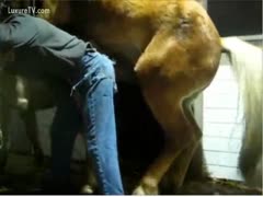 A horse is blocked by a horny fellow rod.